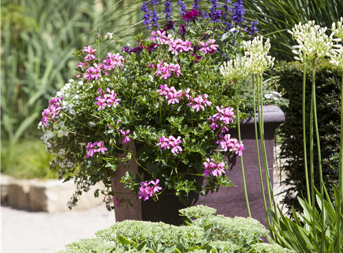 Pelargonium peltatum Pelargonium peltatum