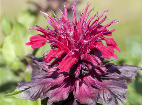 Monarda didyma Monarda didyma