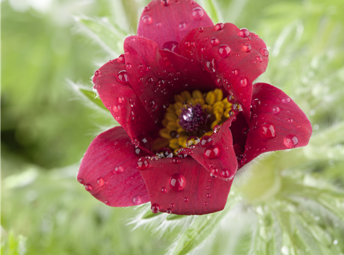 Pulsatilla vulgaris Pulsatilla vulgaris