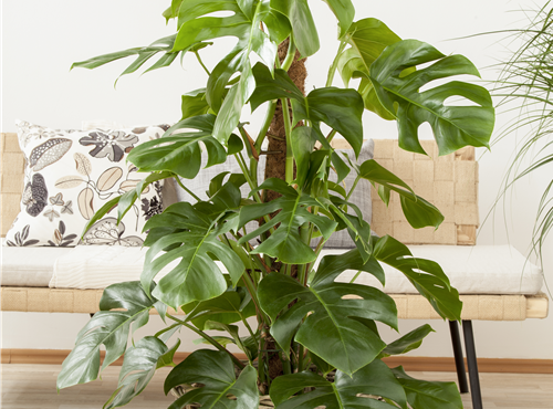 Monstera deliciosa Monstera deliciosa