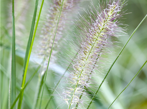 Pennisetum alopecuroides