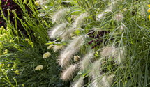Garten-Federborstengras 'Hameln' Garten-Federborstengras 'Hameln'