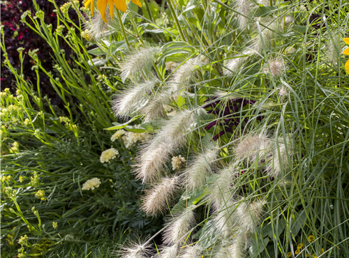 Pennisetum alopecuroides 'Hameln'
