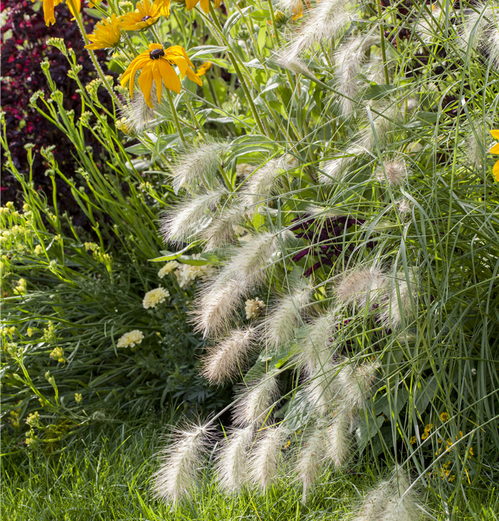 Garten-Federborstengras 'Hameln' Garten-Federborstengras 'Hameln'