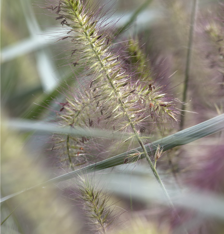 Garten-Federborstengras 'Hameln' Garten-Federborstengras 'Hameln'