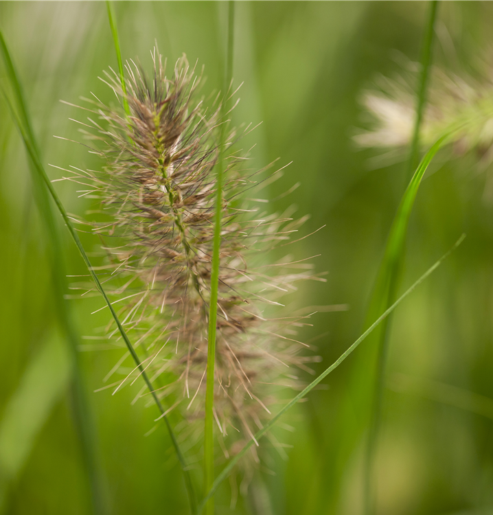 Garten-Federborstengras Garten-Federborstengras