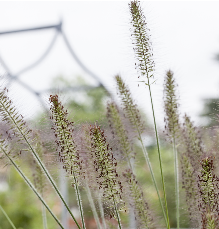 Garten-Federborstengras 'Hameln' Garten-Federborstengras 'Hameln'