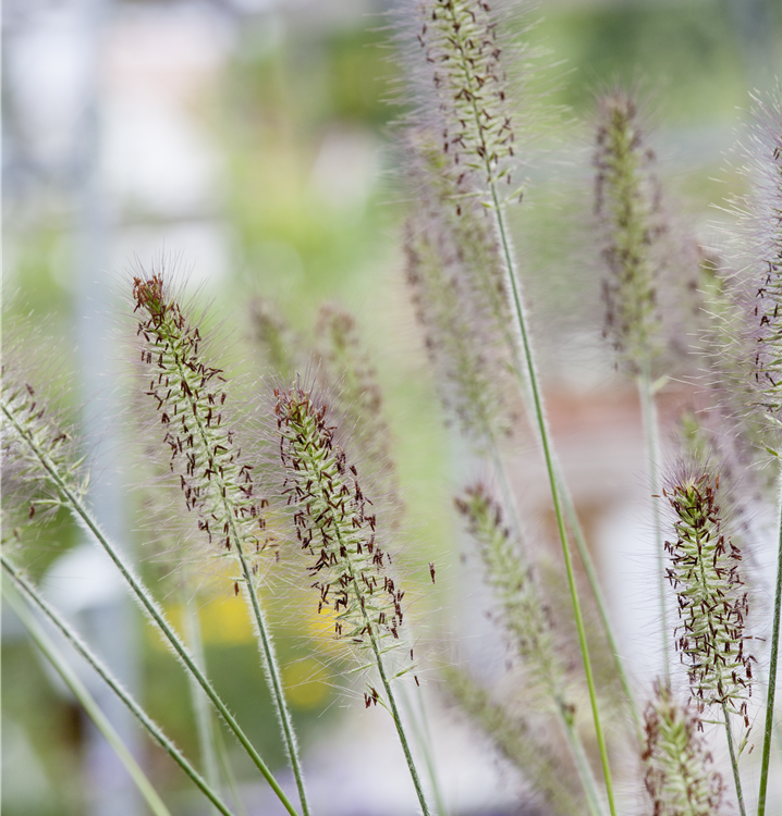 Garten-Federborstengras 'Hameln' Garten-Federborstengras 'Hameln'