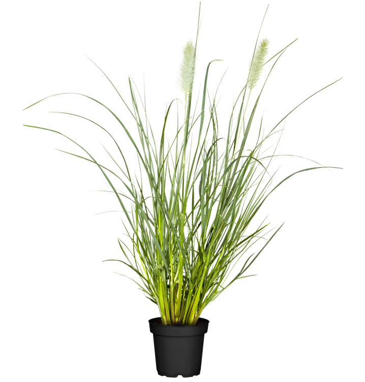 Garten-Federborstengras 'Hameln' Garten-Federborstengras 'Hameln'