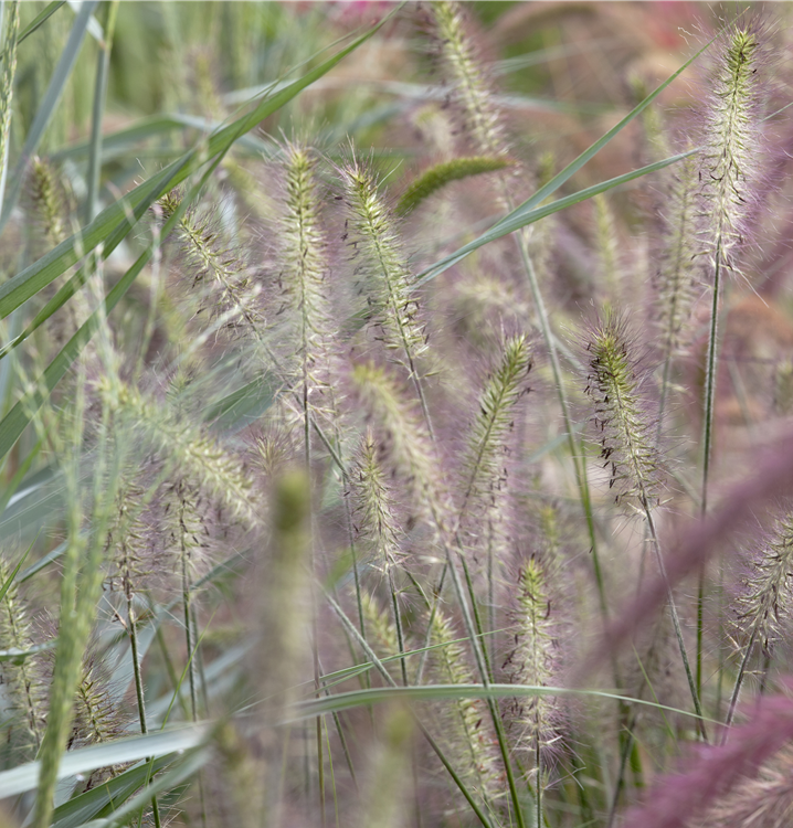 Garten-Federborstengras 'Hameln' Garten-Federborstengras 'Hameln'