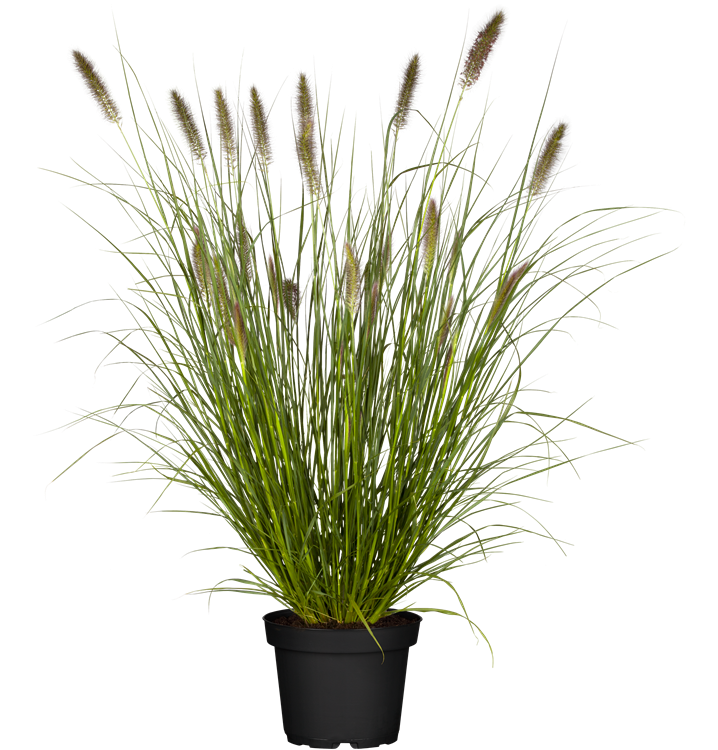 Garten-Federborstengras 'Hameln' Garten-Federborstengras 'Hameln'