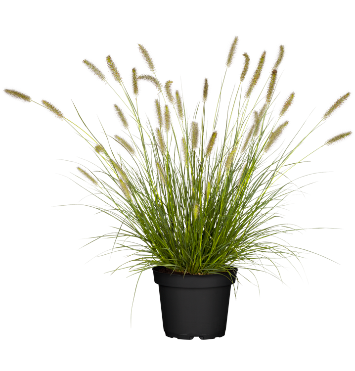 Garten-Federborstengras 'Hameln' Garten-Federborstengras 'Hameln'