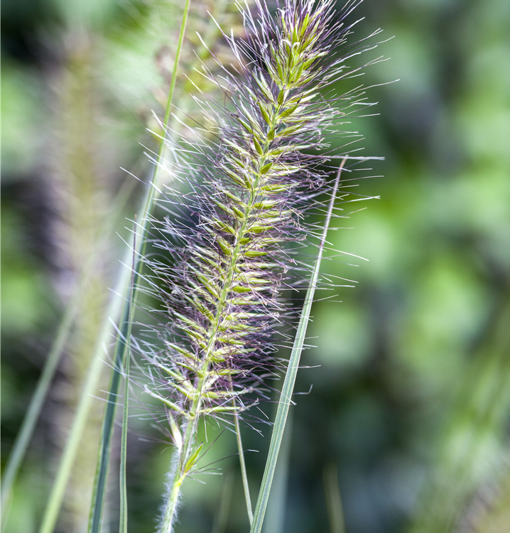 Garten-Federborstengras 'Hameln' Garten-Federborstengras 'Hameln'