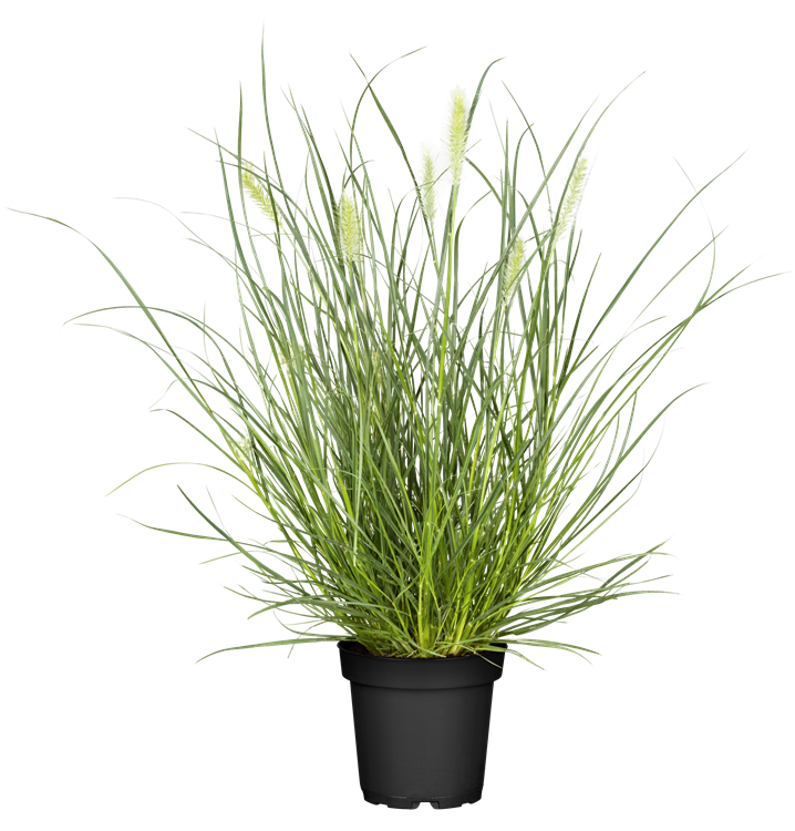 Garten-Federborstengras Garten-Federborstengras