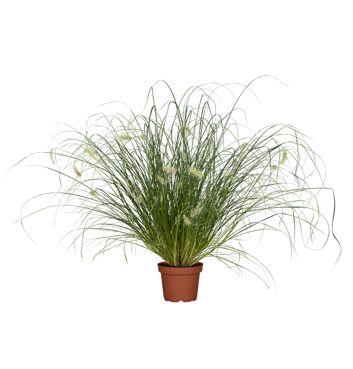 Garten-Federborstengras Garten-Federborstengras
