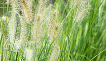 Garten-Federborstengras Garten-Federborstengras