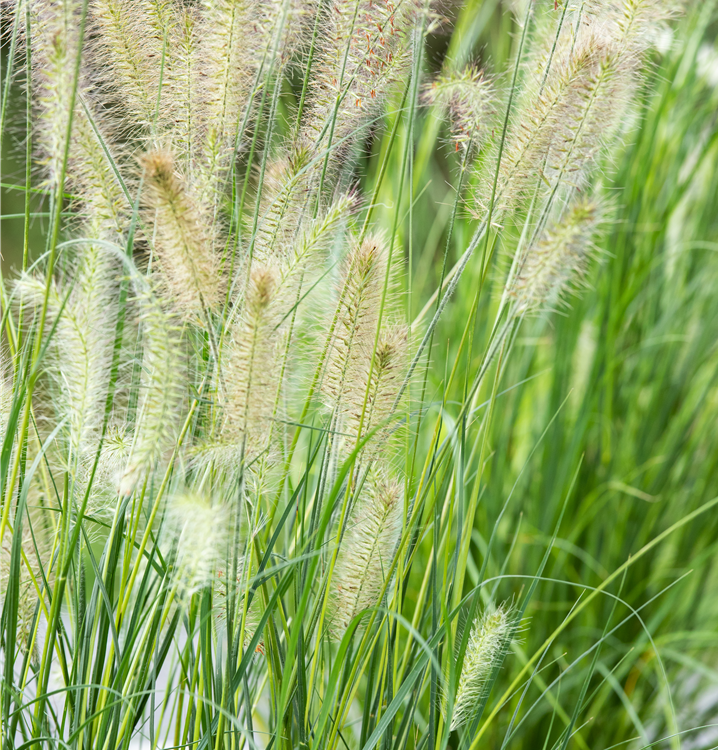 Garten-Federborstengras Garten-Federborstengras
