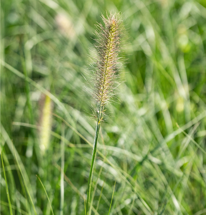 Garten-Federborstengras Garten-Federborstengras