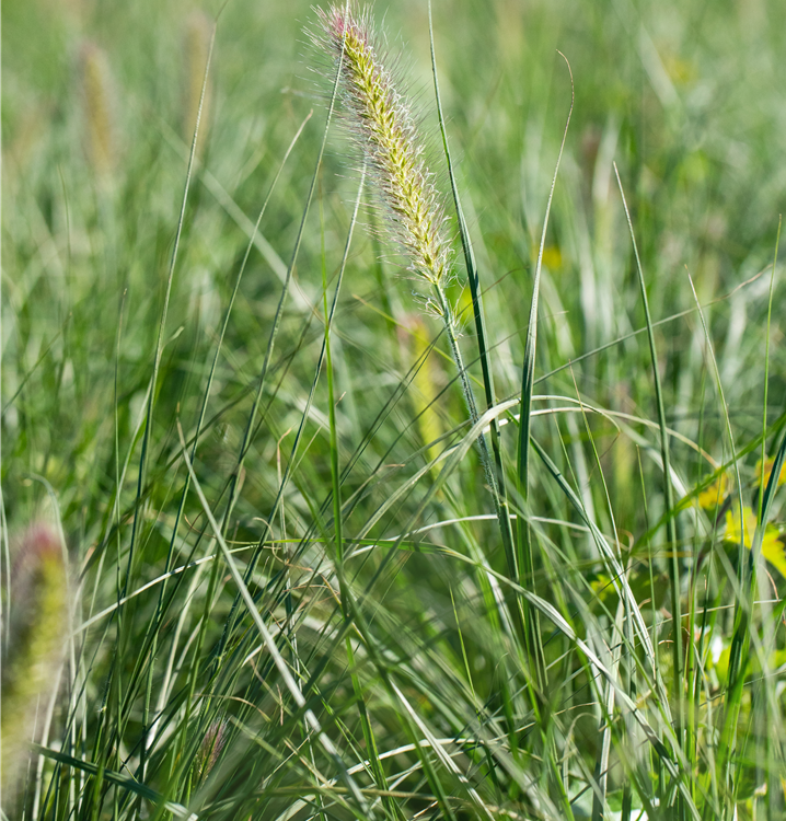 Garten-Federborstengras Garten-Federborstengras