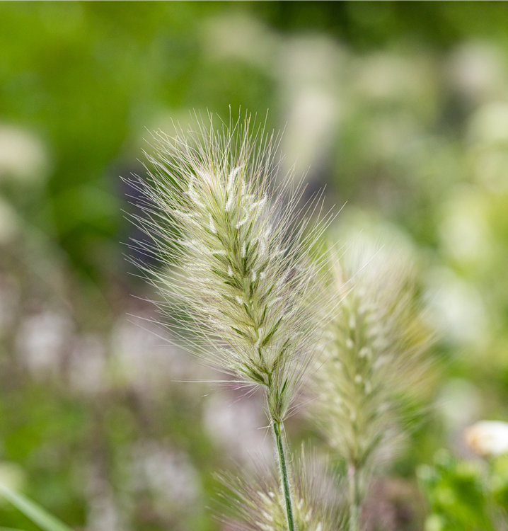 Garten-Federborstengras Garten-Federborstengras