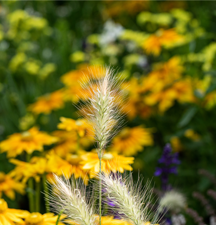 Garten-Federborstengras Garten-Federborstengras