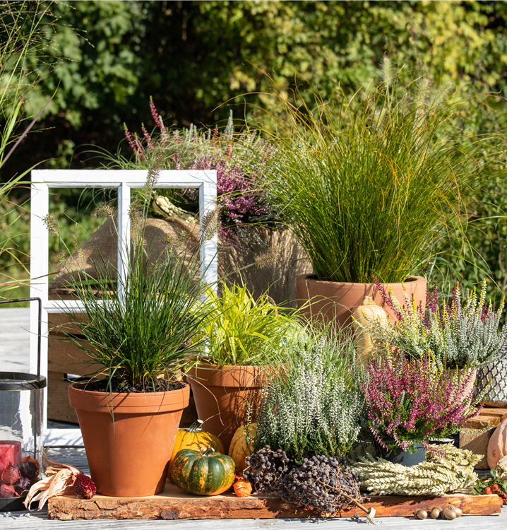 Garten-Federborstengras Garten-Federborstengras