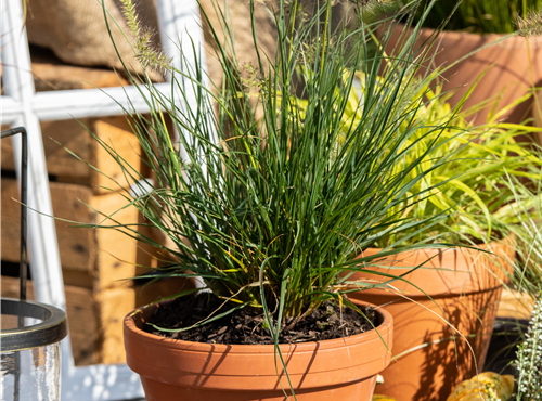 Pennisetum alopecuroides 'Little Bunny'
