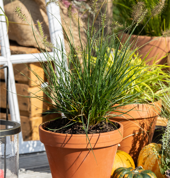 Garten-Federborstengras Garten-Federborstengras