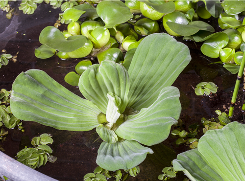 Pistia stratiotes Pistia stratiotes