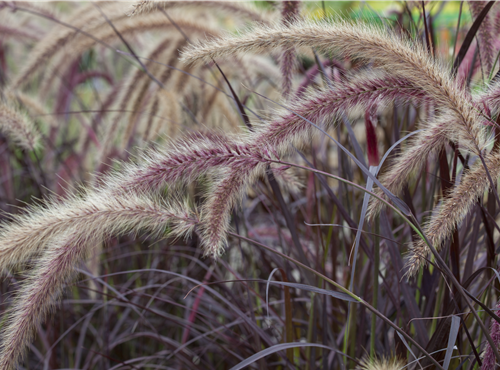 Pennisetum setaceum