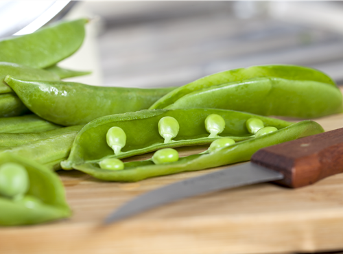 Pisum sativum Pisum sativum