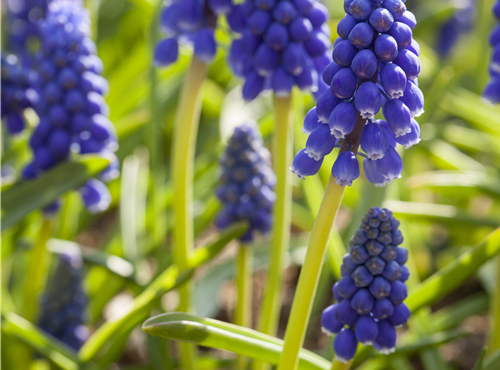 Muscari armeniacum Muscari armeniacum