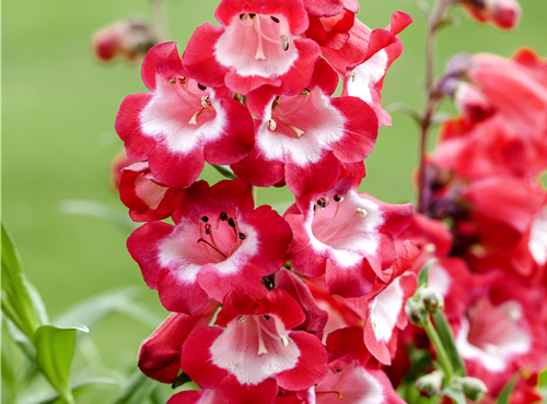 Penstemon barbatus