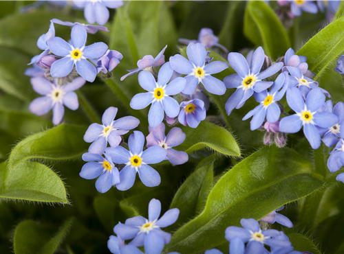 Myosotis sylvatica Myosotis sylvatica