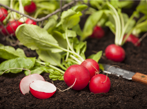 Raphanus sativus var. sativus Raphanus sativus var. sativus