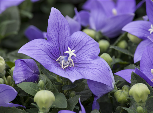 Platycodon grandiflorus