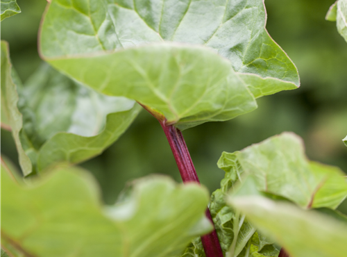 Rheum rhabarbarum Rheum rhabarbarum