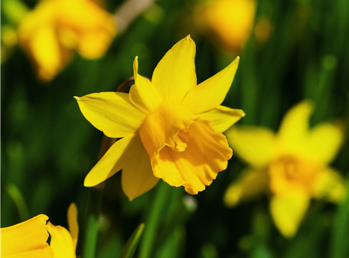 Narcissus cyclamineus 'Tête à Tête' Narcissus cyclamineus 'Tête à Tête'