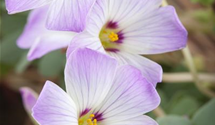 Oxalis adenophylla