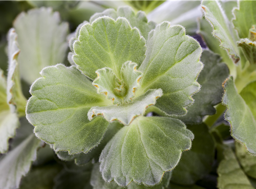 Plectranthus ornatus Plectranthus ornatus
