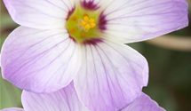 Oxalis adenophylla