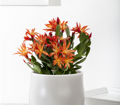 Rhipsalidopsis gaertneri