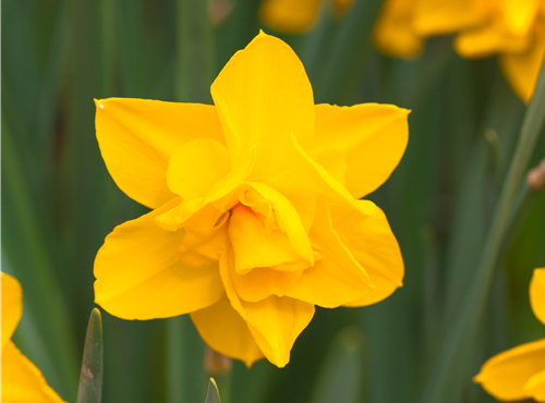 Narcissus Double Narcissus Double