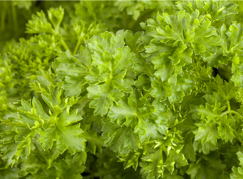 Petroselinum crispum Petroselinum crispum