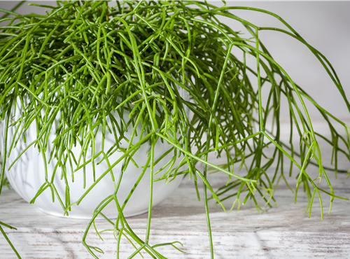 Rhipsalis baccifera Rhipsalis baccifera