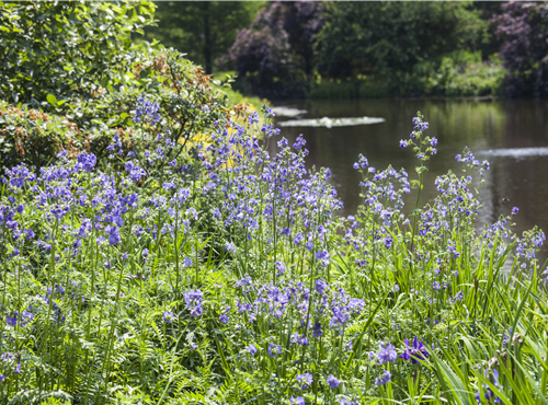 Polemonium caeruleum