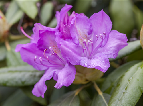 Rhododendron catawbiense Rhododendron catawbiense