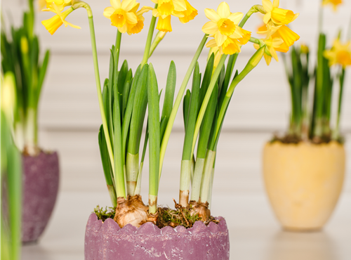 Narcissus pseudonarcissus Narcissus pseudonarcissus