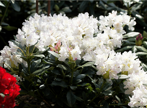 Rhododendron 'Cunningham´s White' Rhododendron 'Cunningham´s White'