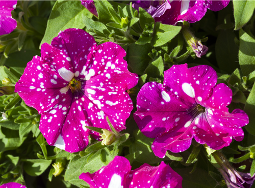 Petunia 'BabyDoll'® Petunia 'BabyDoll'®